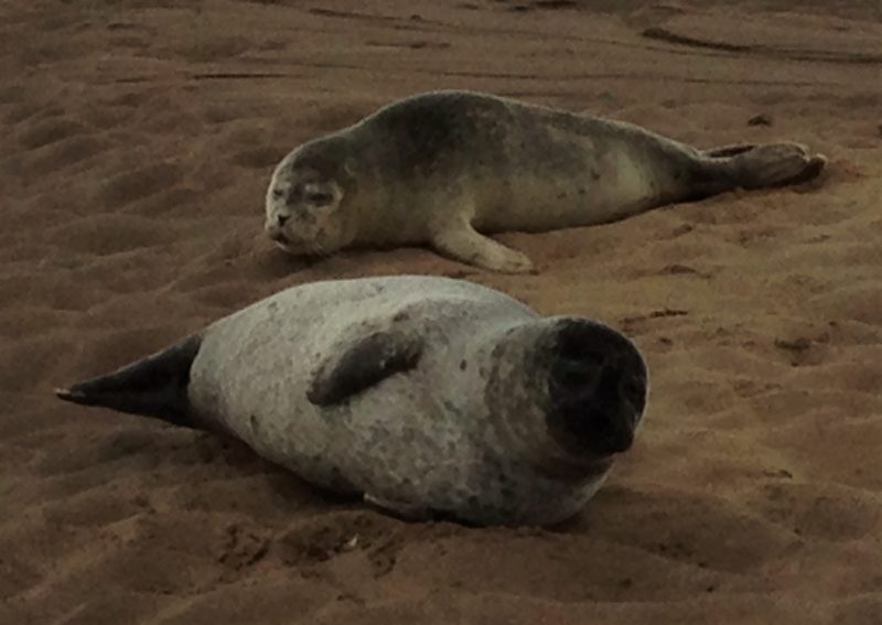Grey Seals at Lindisfarne Causeway